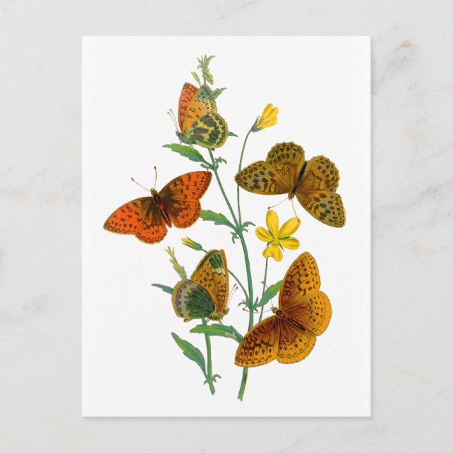 Beautiful Butterflies Postcard (Front)