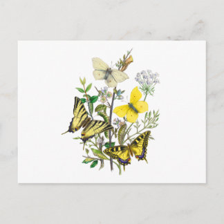 Beautiful Butterflies Postcard