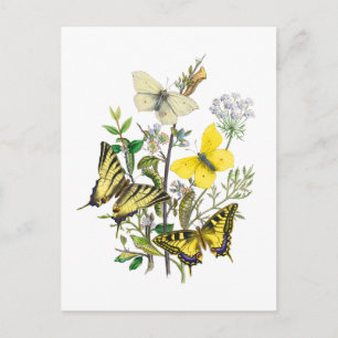Beautiful Butterflies Postcard