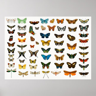 Beautiful Butterflies Poster