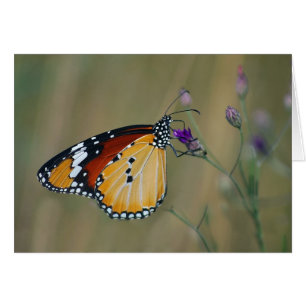 Beautiful butterfly and lifes nectar