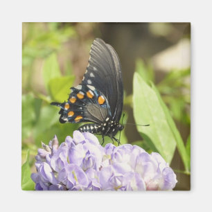 Beautiful Butterfly and Purple Flower Magnet