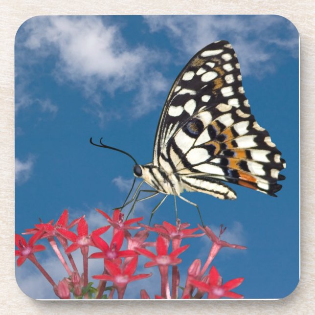 Beautiful Butterfly Coaster (Front)
