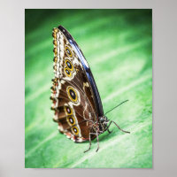 Beautiful Butterfly Insects Archival Fine Art
