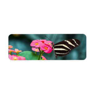 Beautiful butterfly on a pink flower