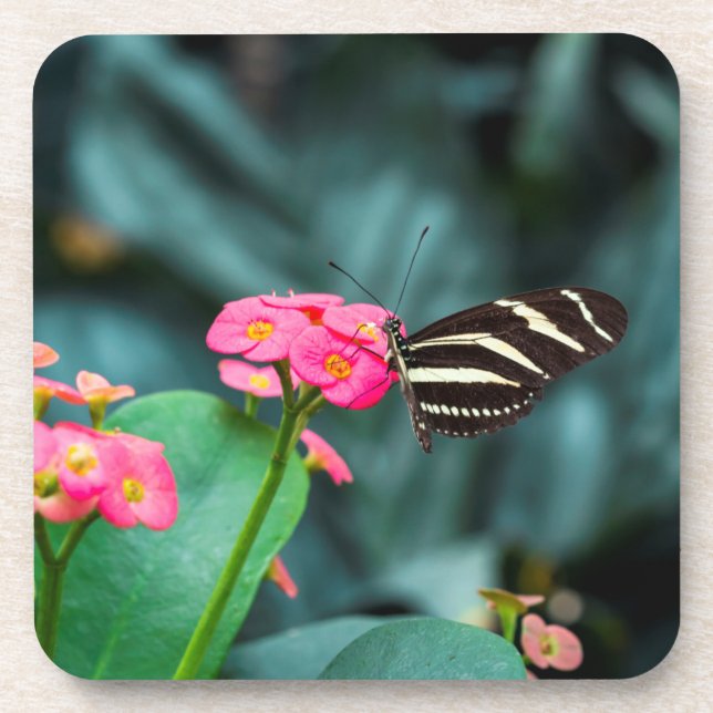 Beautiful butterfly on a pink flower coaster (Front)