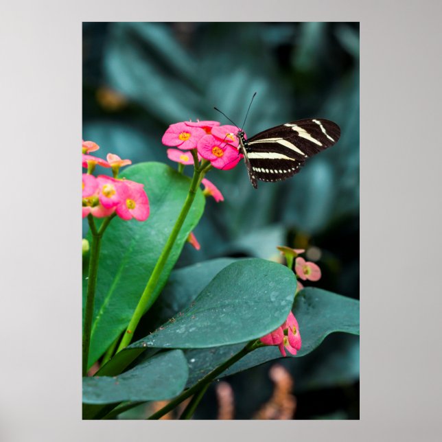 Beautiful butterfly on a pink flower poster (Front)