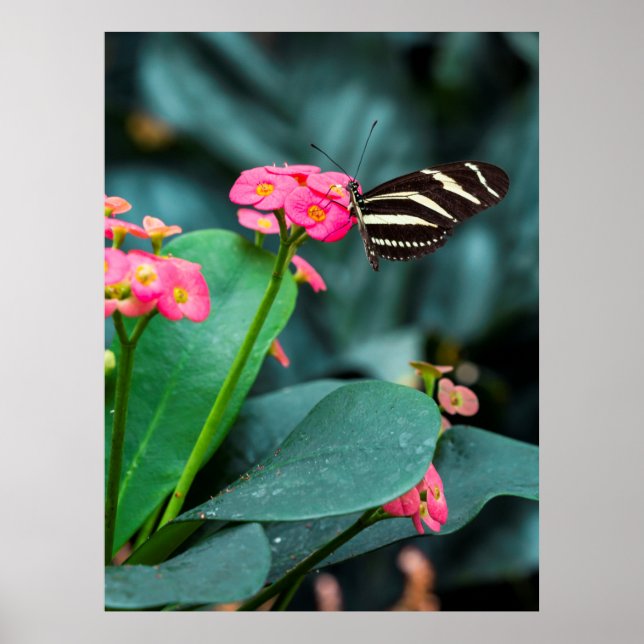 Beautiful butterfly on a pink flower poster (Front)