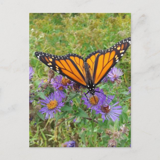 Beautiful Butterfly on Cornflowers Postcard (Front)