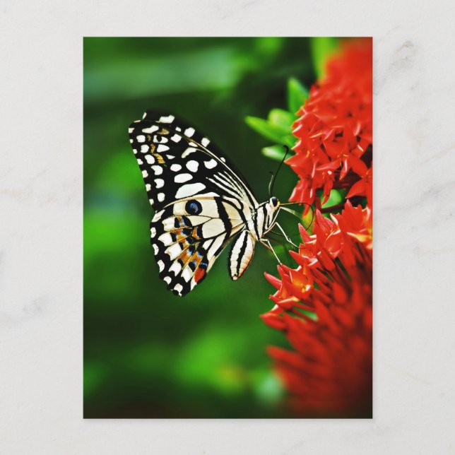 Beautiful Butterfly on Red Flowers Postcard (Front)