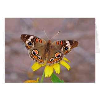 Beautiful Butterfly on Yellow Flower