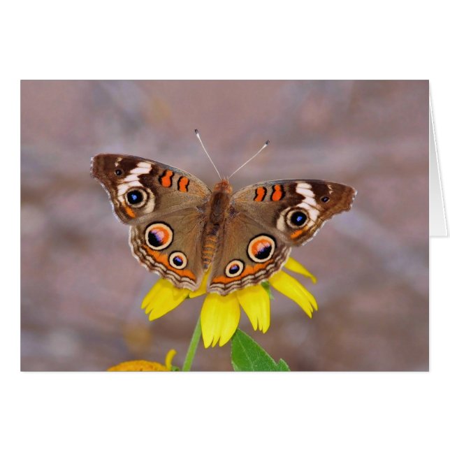 Beautiful Butterfly on Yellow Flower  (Front Horizontal)