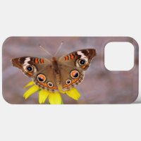 Beautiful Butterfly on Yellow Flower