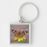 Beautiful Butterfly on Yellow Flower