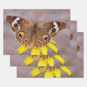 Beautiful Butterfly on Yellow Flower  Wrapping Paper Sheet