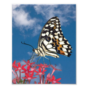 Beautiful Butterfly Photo Print