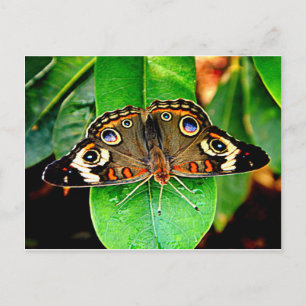 Beautiful Butterfly Postcard