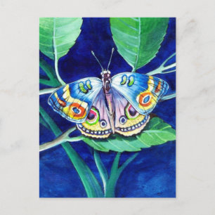 Beautiful Butterfly Postcard