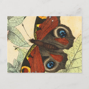Beautiful Butterfly Postcard