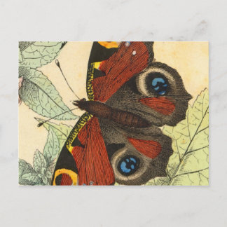 Beautiful Butterfly Postcard
