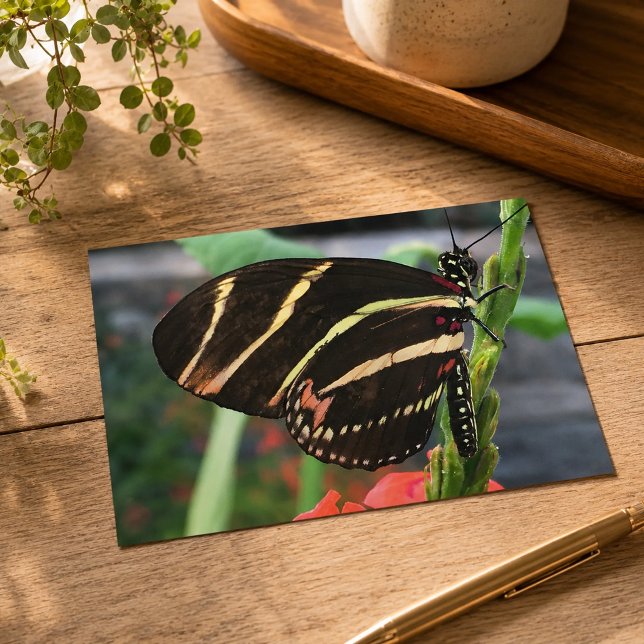 Beautiful Butterfly Postcard (Creator Uploaded)