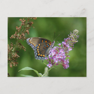 BEAUTIFUL BUTTERFLY POSTCARD
