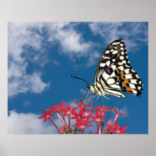 Beautiful Butterfly Poster