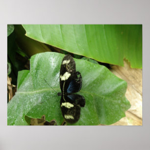 Beautiful Butterfly Print