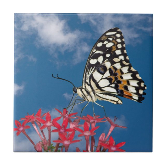 Beautiful Butterfly Tile (Front)