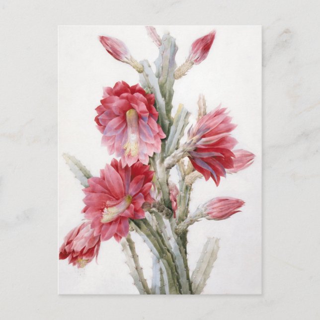 Beautiful Cactus Bloom Watercolor Art Postcard (Front)