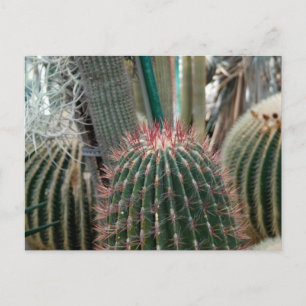 Beautiful Cactus Postcard