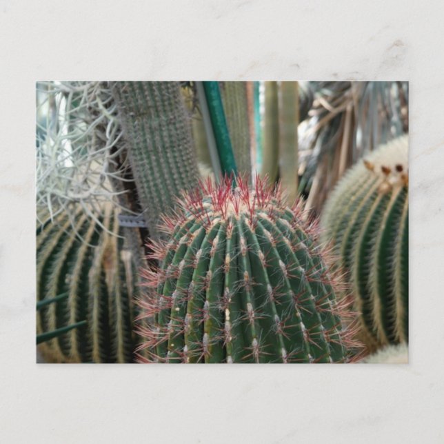 Beautiful Cactus Postcard (Front)