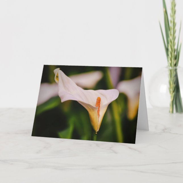 Beautiful Calla Lily in Garden Flower Note Card (Front)