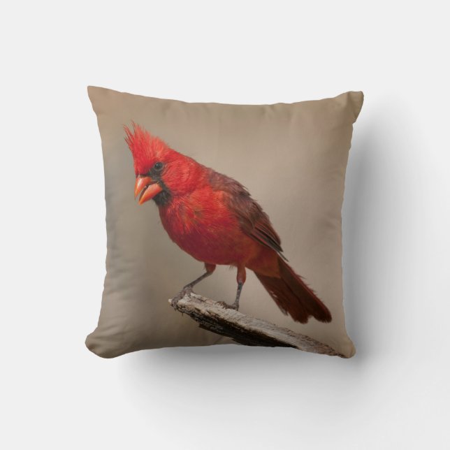 Beautiful Cardinal Cushion (Front)