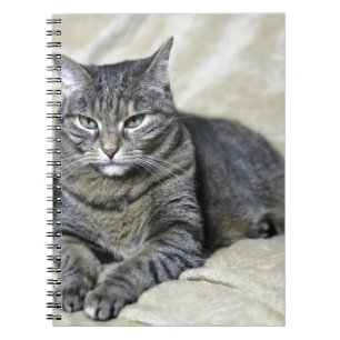 Beautiful Cat Laying Spiral Notebook