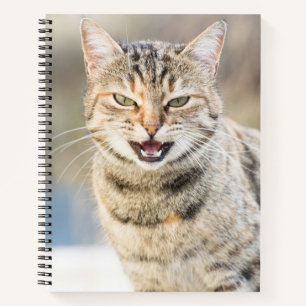 Beautiful cat notebook