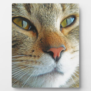 Beautiful Cat Plaque