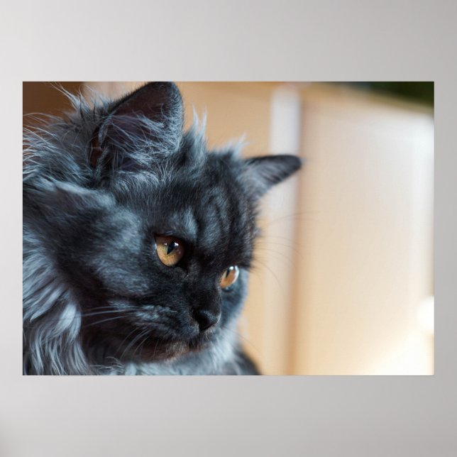 Beautiful cat poster (Front)