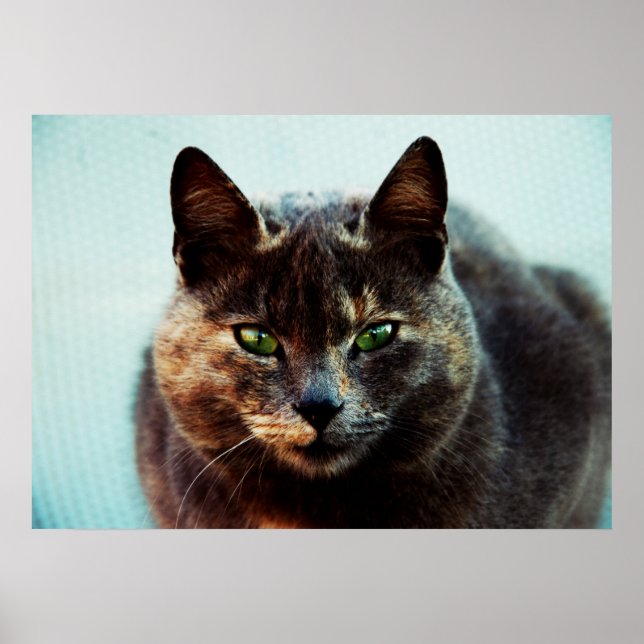 Beautiful cat poster (Front)