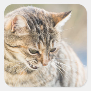 Beautiful cat square sticker