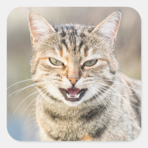 Beautiful cat square sticker