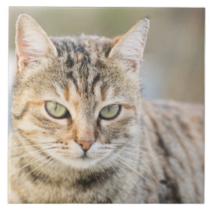 Beautiful cat tile