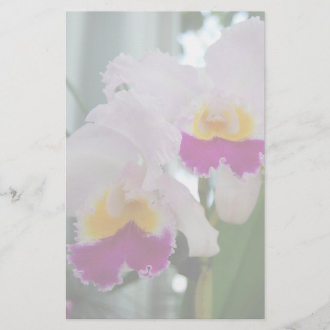 Beautiful Cattleya Orchid (Front)