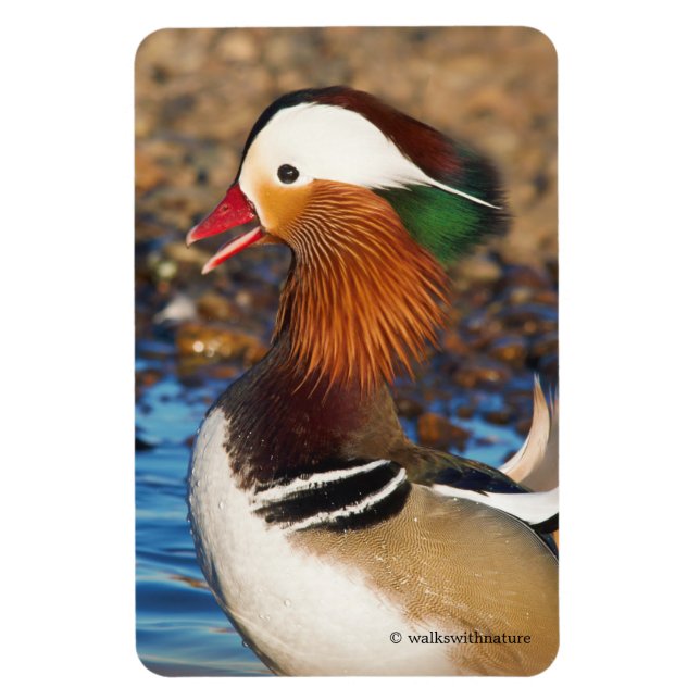Beautiful Chatty Mandarin Duck at the Pond Magnet (Vertical)