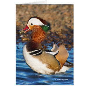 Beautiful Chatty Mandarin Duck on the Rocks