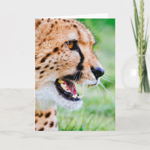 Beautiful Cheetah Holiday Card