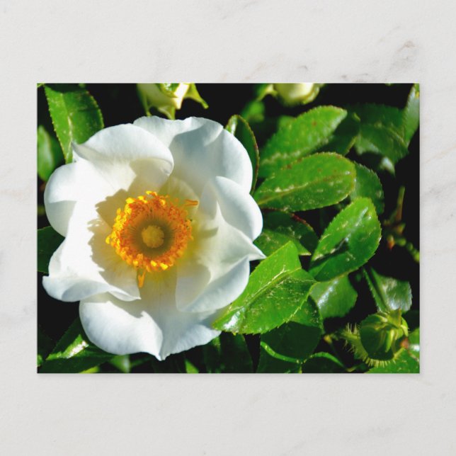 Beautiful Cherokee Rose Postcard (Front)