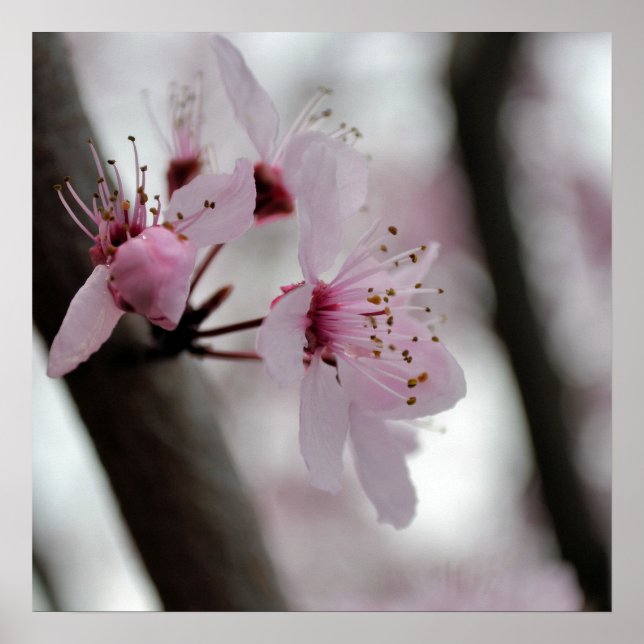 Beautiful Cherry Blossom Flowers Poster (Front)