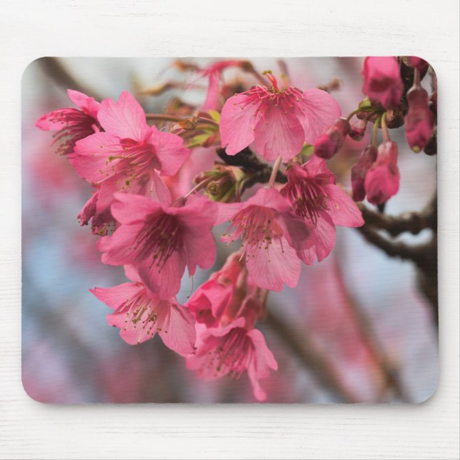 Beautiful Cherry Blossoms Mouse Pad (Front)