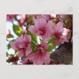 Beautiful Cherry Blossoms Photo Custom Postcard